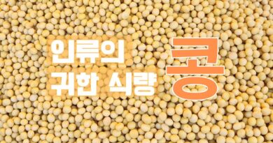 인류의 귀한 식량, 콩 – 강근숙